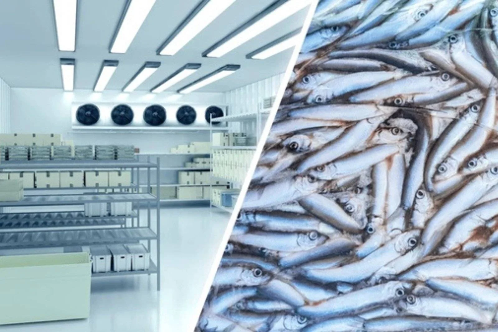 Fish cold storage facility