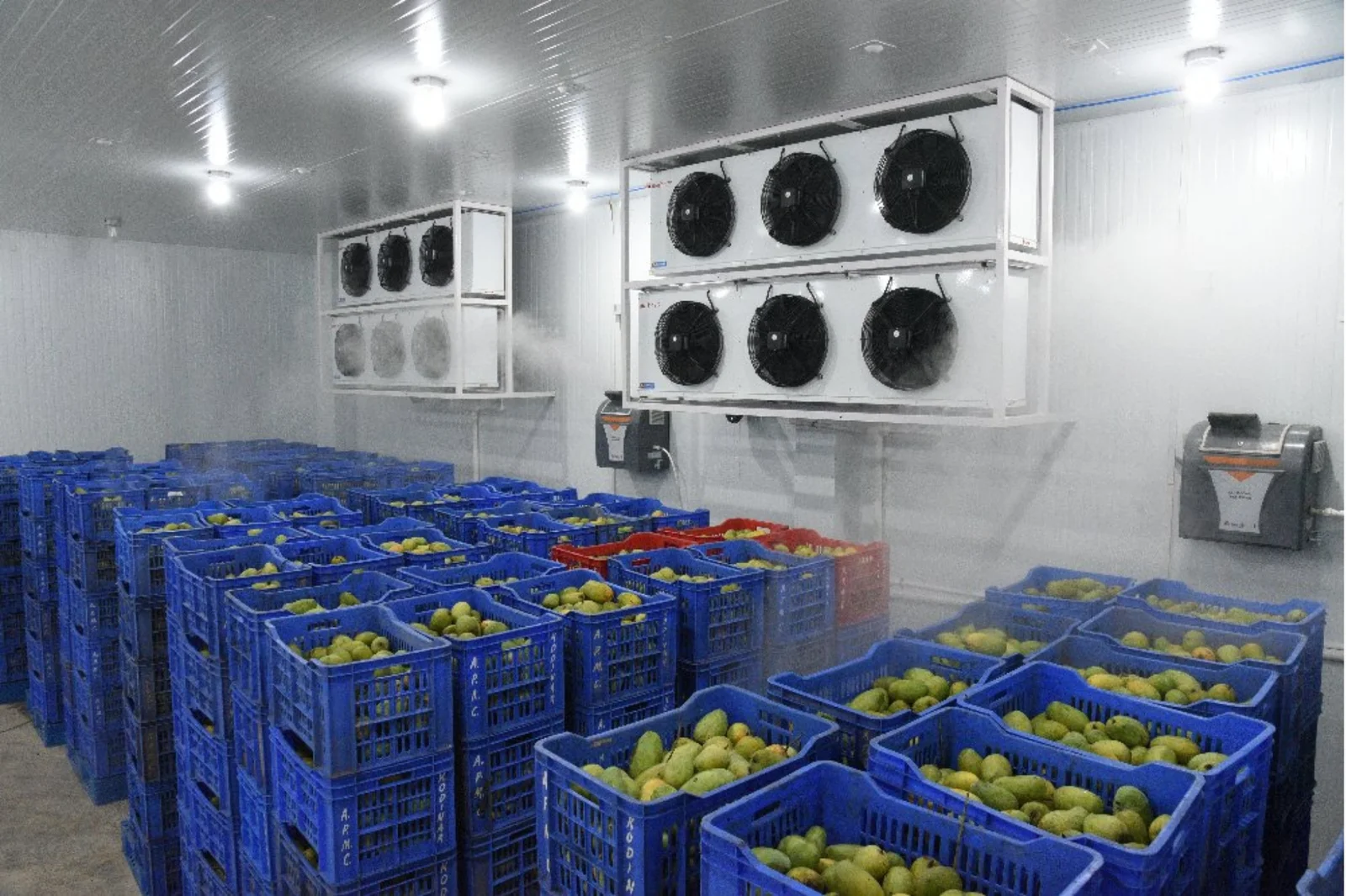 Mango Ripening Chamber