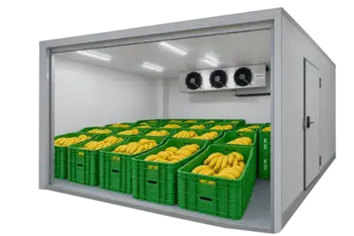 Banana Cold Rooms and Ripening Chambers